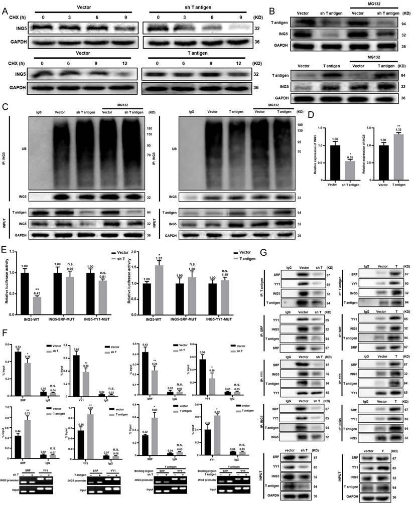 Int J Biol Sci Image