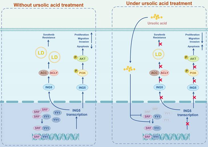 Int J Biol Sci Image