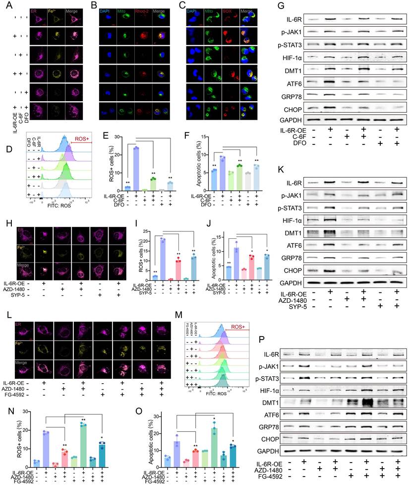 Int J Biol Sci Image