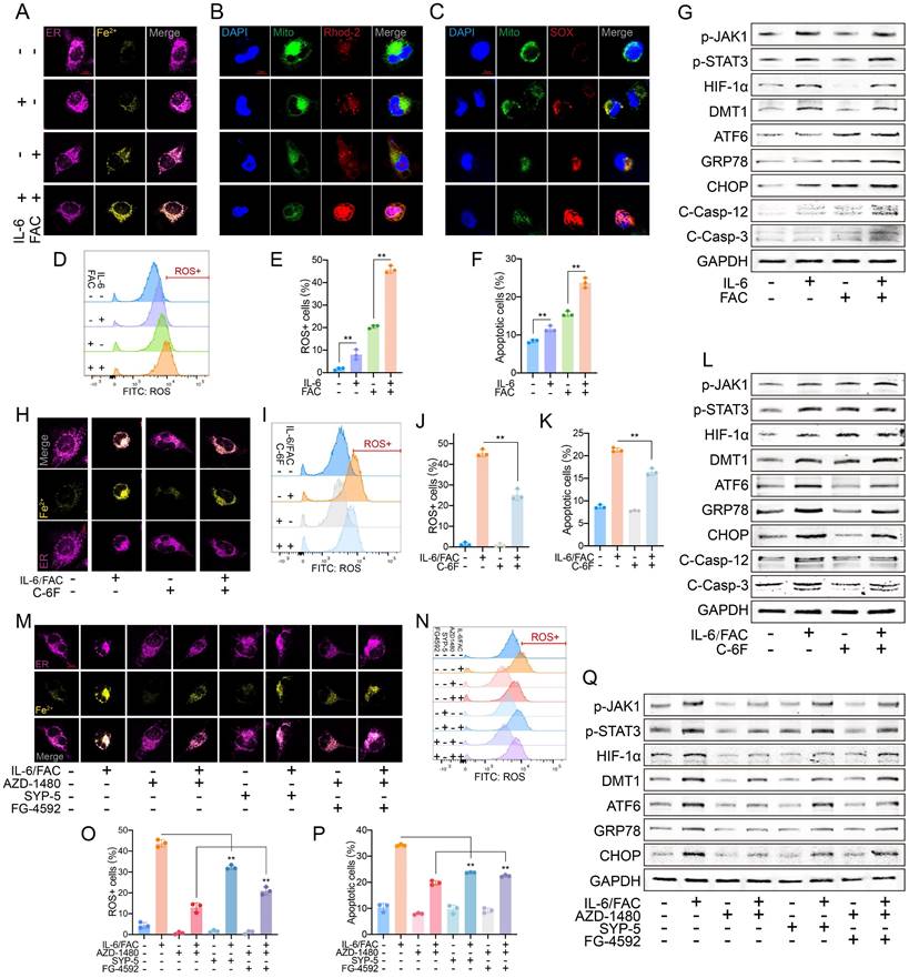 Int J Biol Sci Image