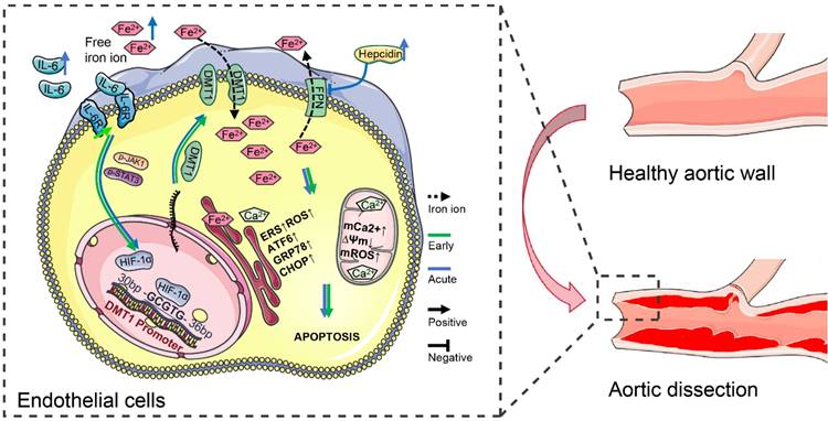 Int J Biol Sci Image