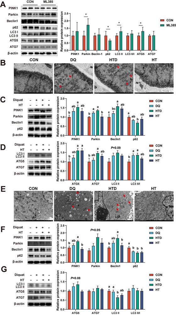 Int J Biol Sci Image