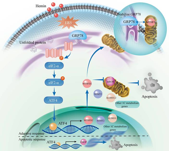 Int J Biol Sci Image