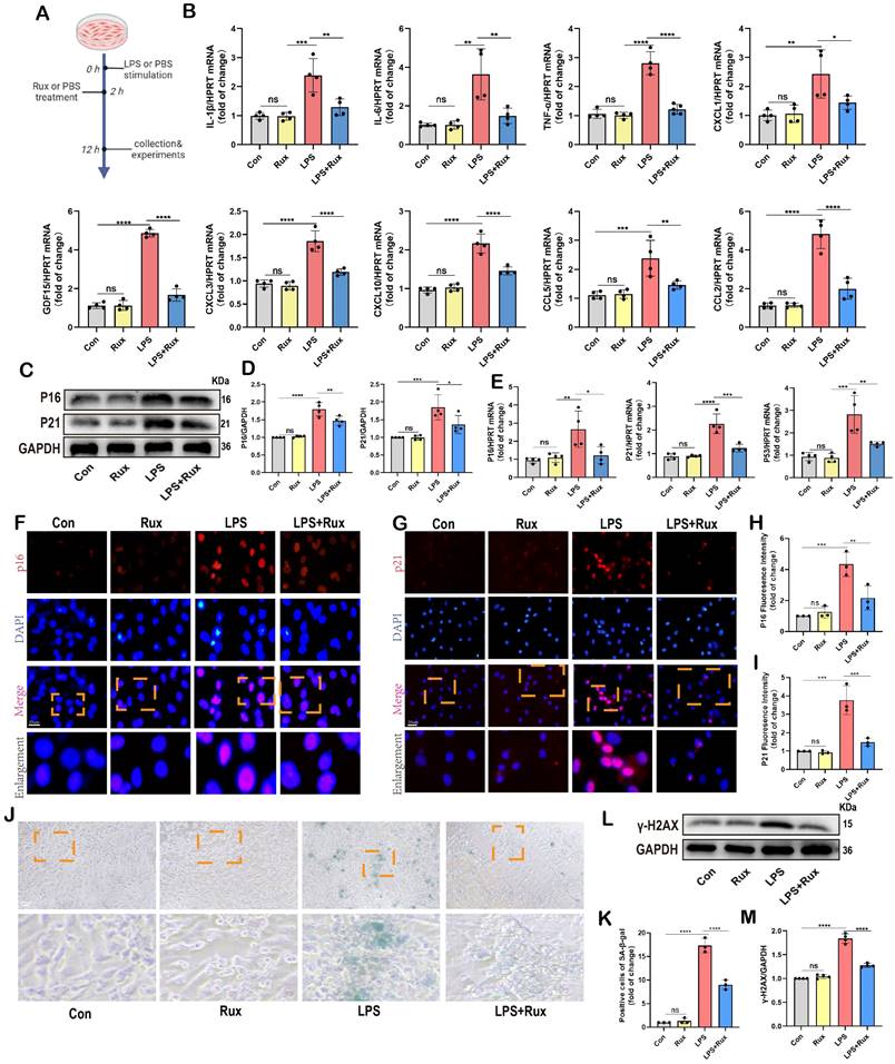 Int J Biol Sci Image