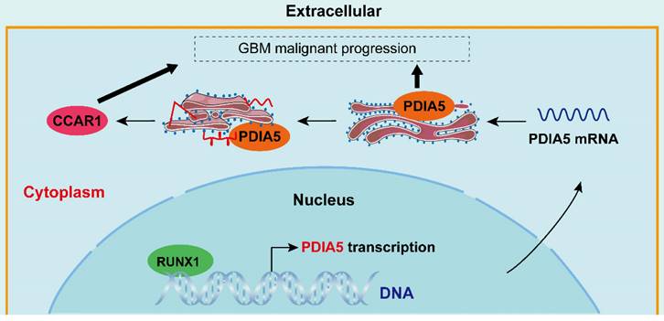 Int J Biol Sci Image