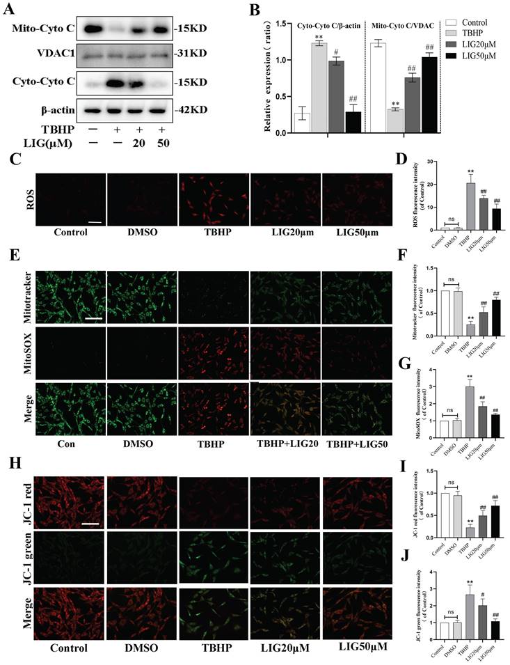 Int J Biol Sci Image