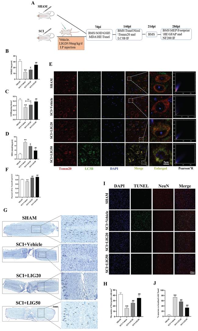 Int J Biol Sci Image