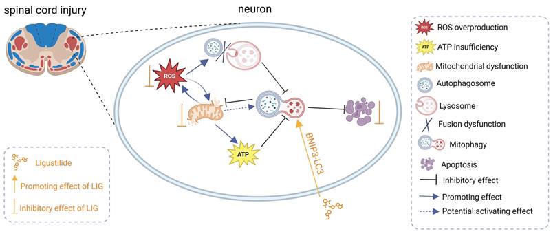 Int J Biol Sci Image