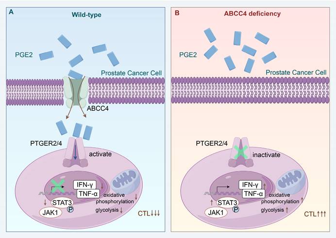 Int J Biol Sci Image