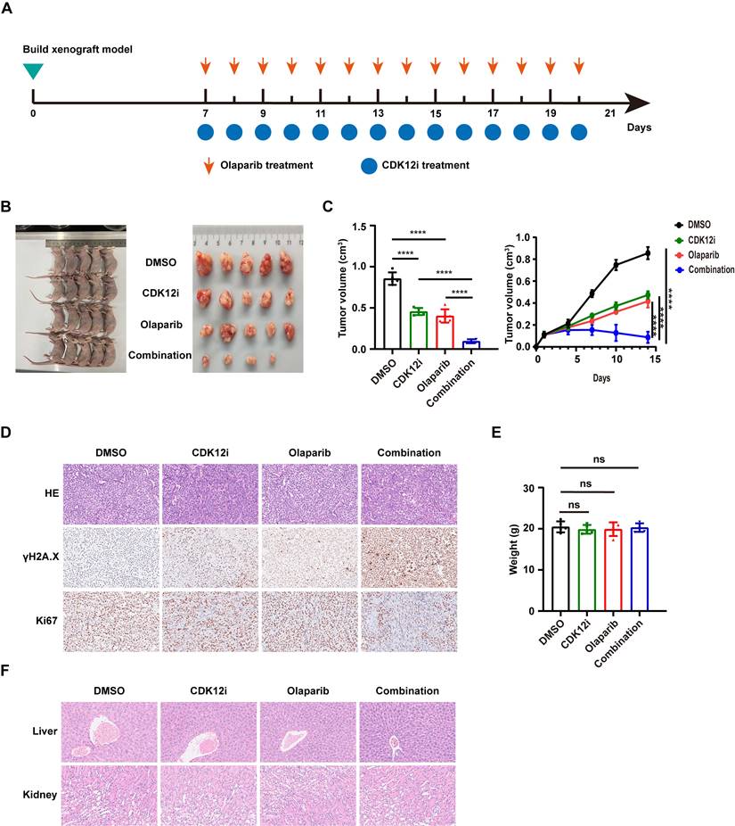 Int J Biol Sci Image