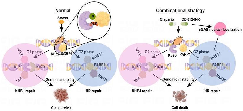 Int J Biol Sci Image