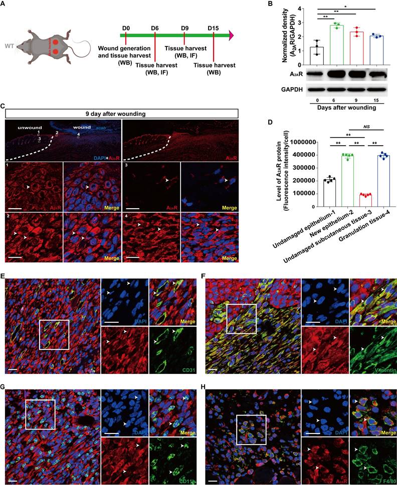 Int J Biol Sci Image