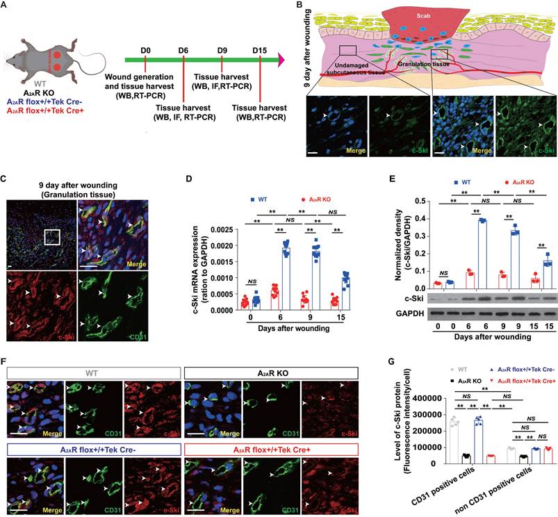 Int J Biol Sci Image