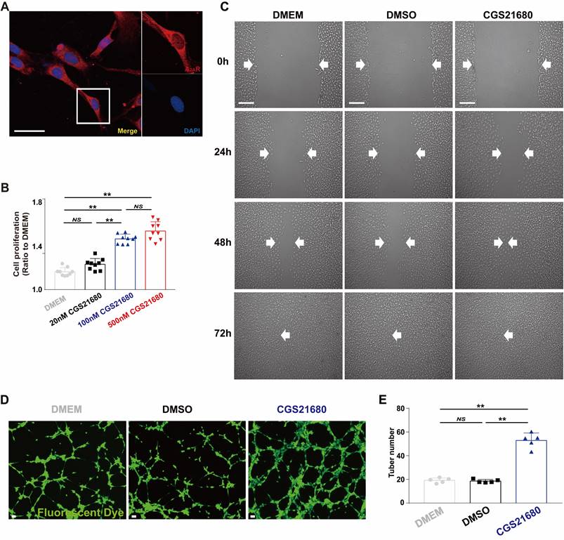 Int J Biol Sci Image