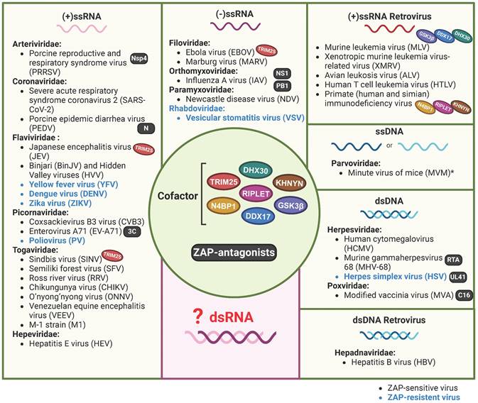 Int J Biol Sci Image