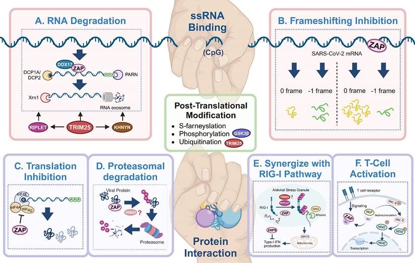 Int J Biol Sci Image