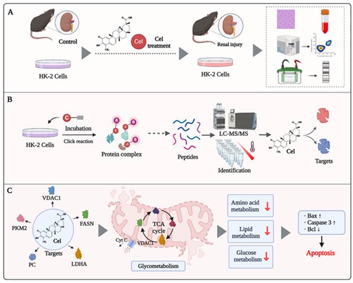 Int J Biol Sci Image