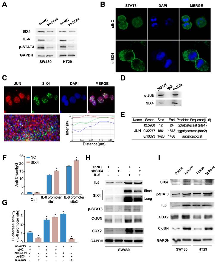 Int J Biol Sci Image