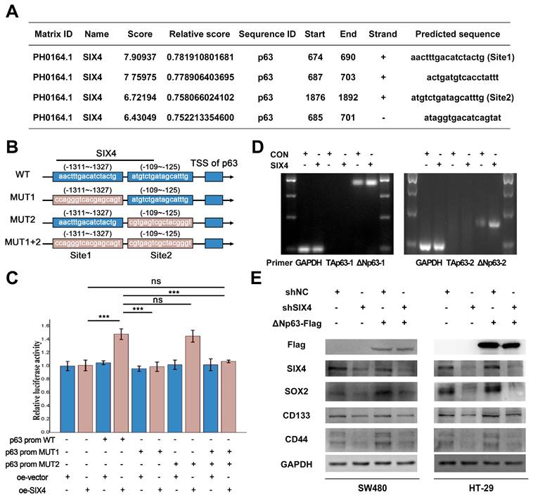 Int J Biol Sci Image