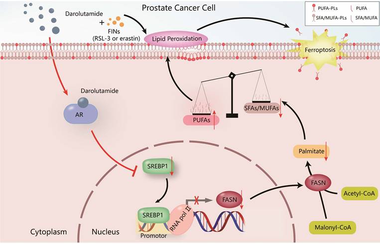 Int J Biol Sci Image