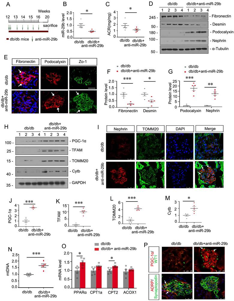 Int J Biol Sci Image