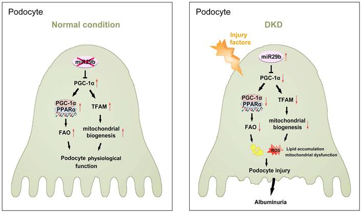 Int J Biol Sci Image