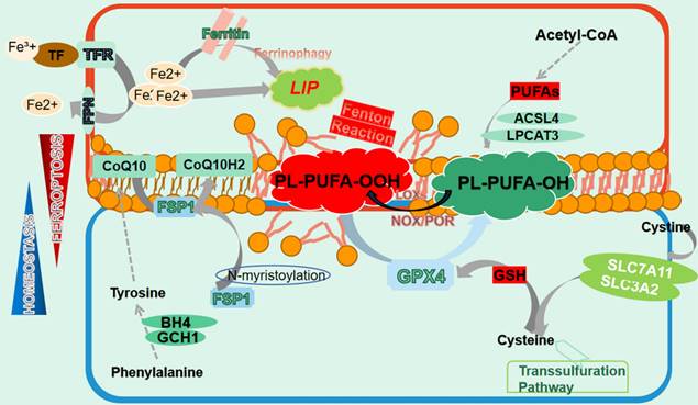 Int J Biol Sci Image