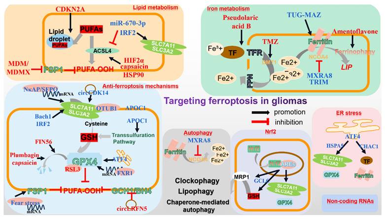 Int J Biol Sci Image