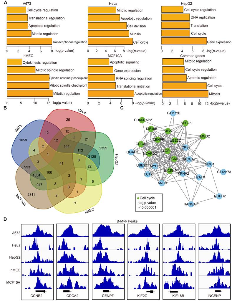 Int J Biol Sci Image