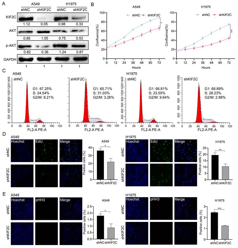 Int J Biol Sci Image