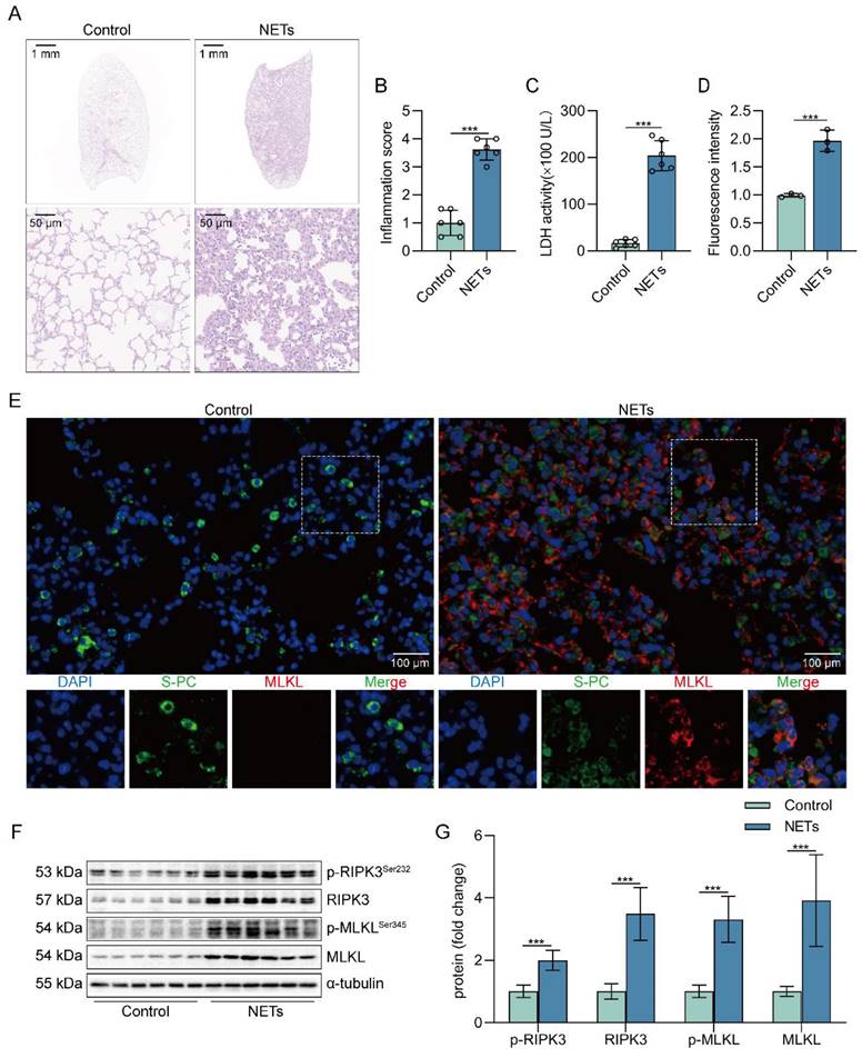 Int J Biol Sci Image