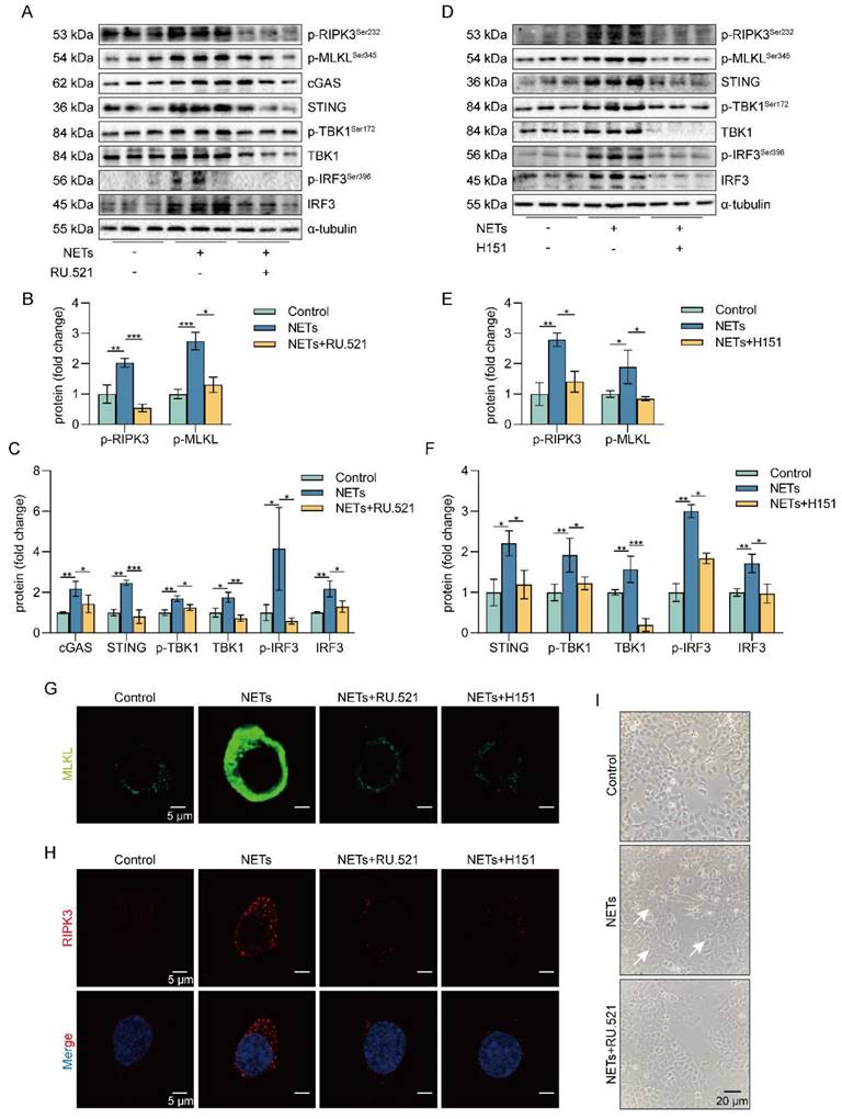 Int J Biol Sci Image