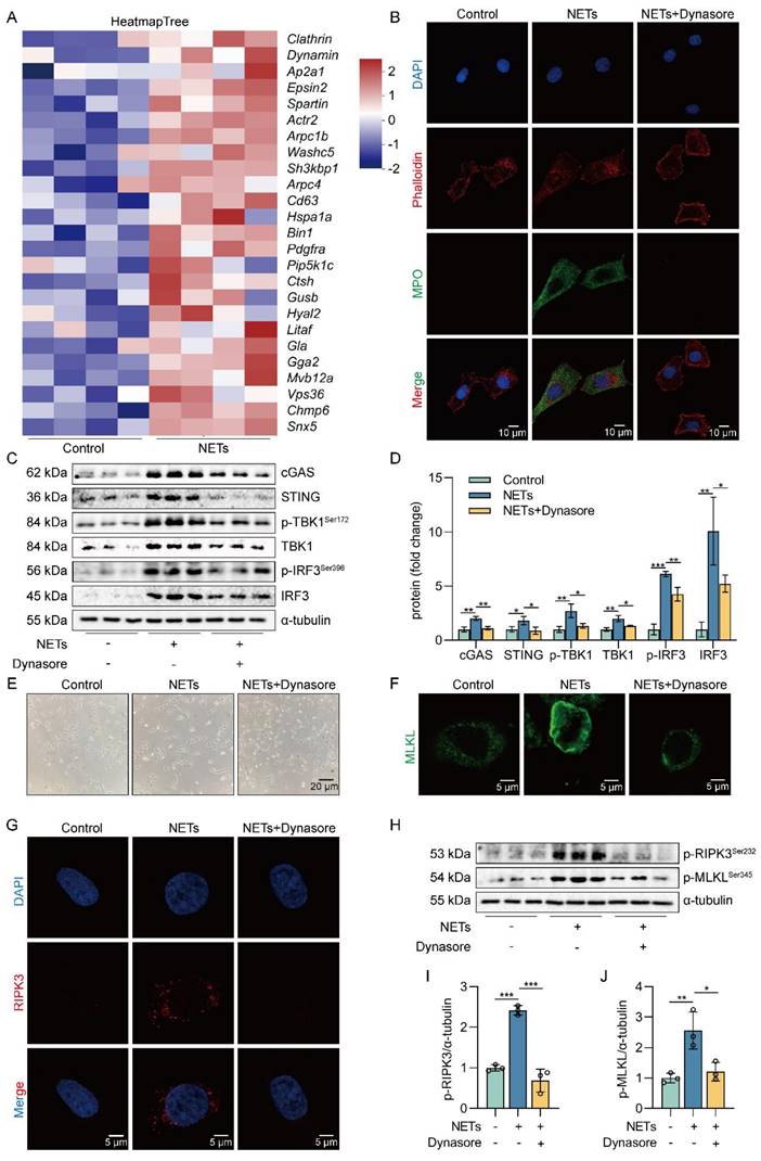 Int J Biol Sci Image