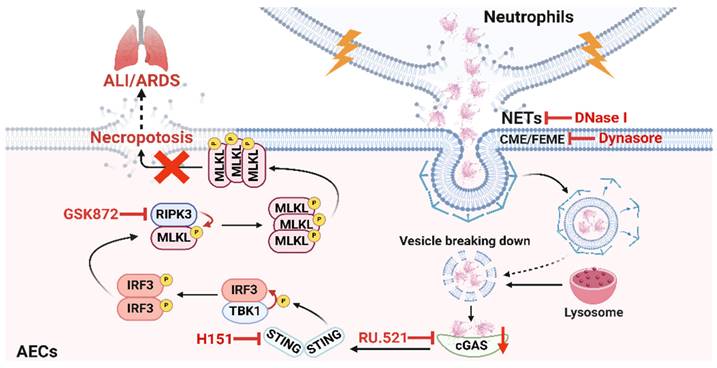 Int J Biol Sci Image