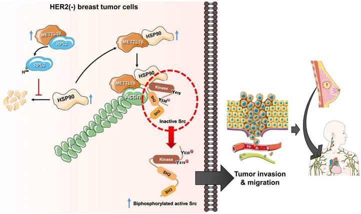 Int J Biol Sci Image