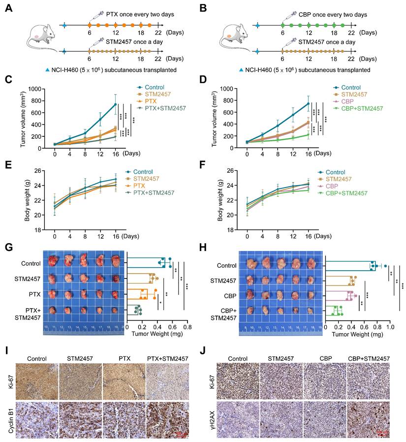 Int J Biol Sci Image