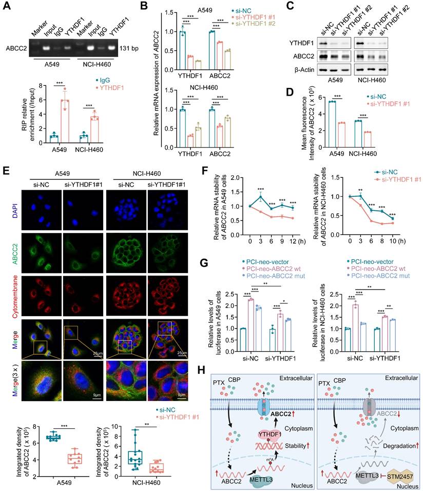 Int J Biol Sci Image