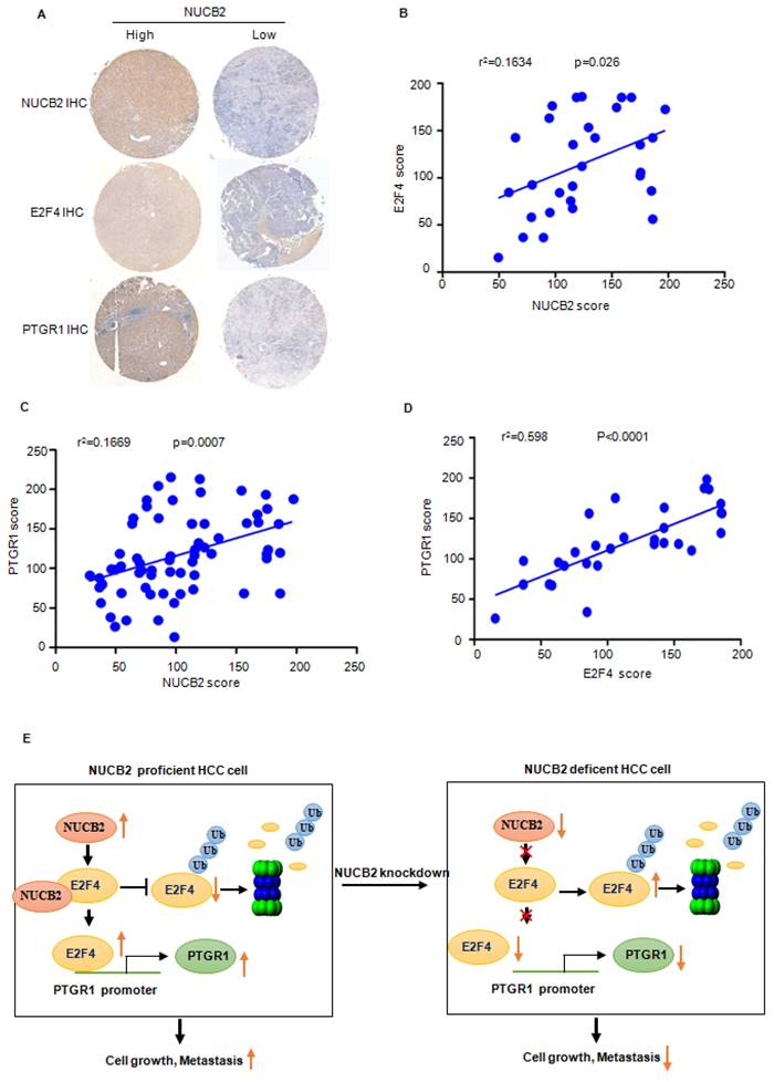 Int J Biol Sci Image