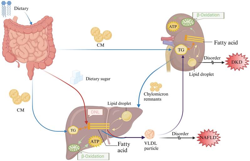 Int J Biol Sci Image