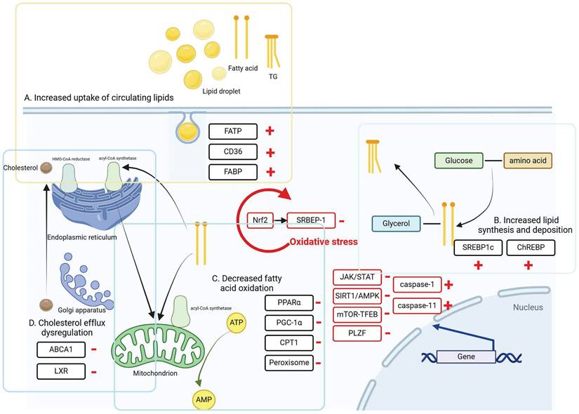 Int J Biol Sci Image