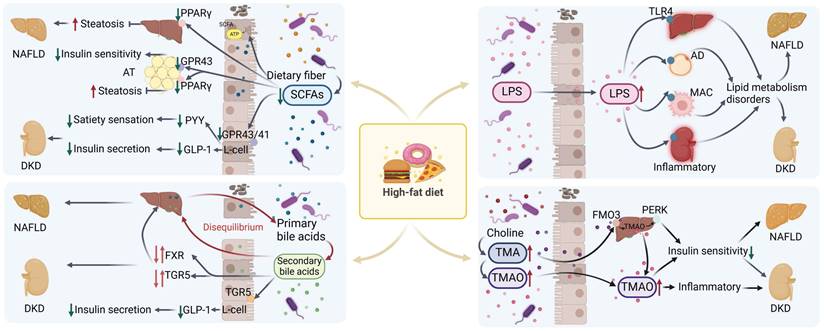 Int J Biol Sci Image