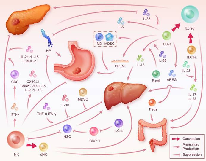 Int J Biol Sci Image