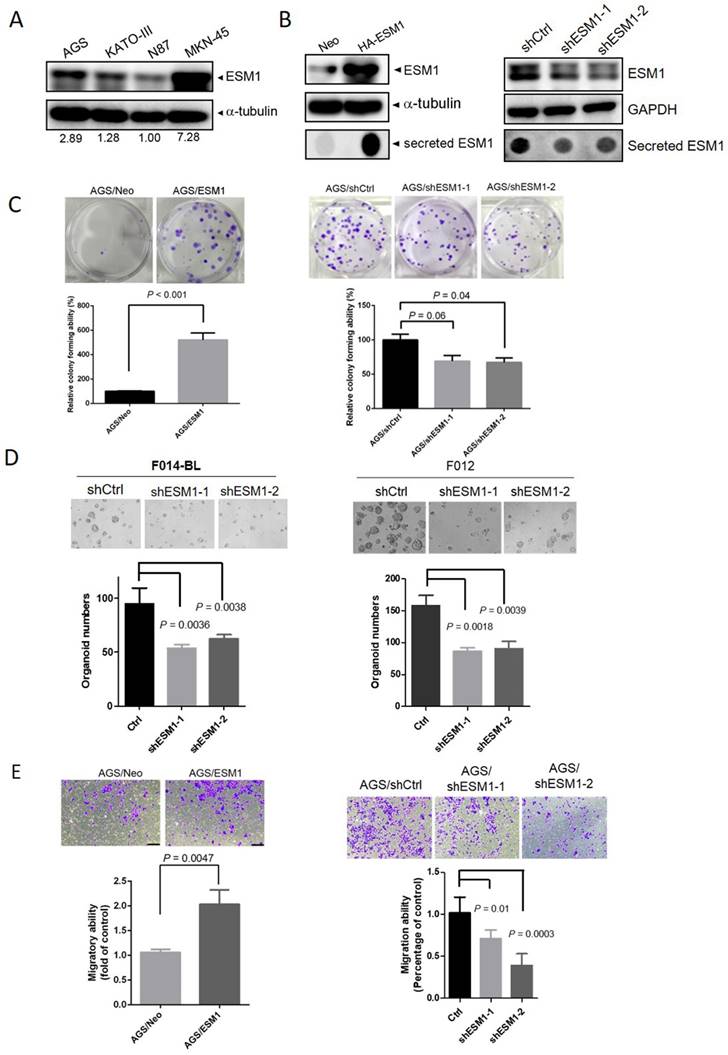 Int J Biol Sci Image