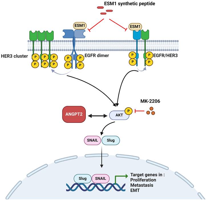 Int J Biol Sci Image