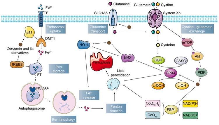 Int J Biol Sci Image