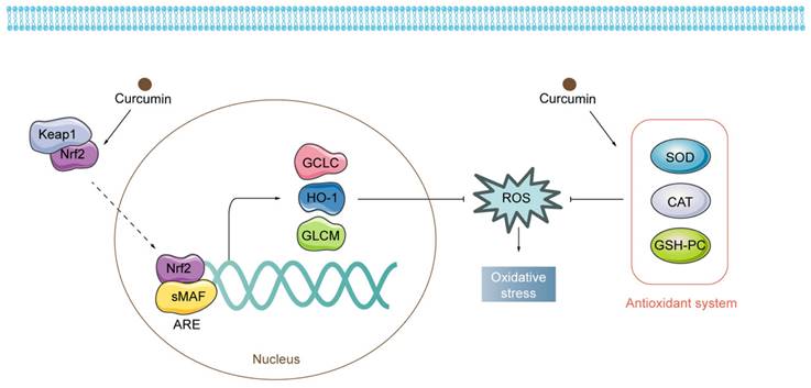 Int J Biol Sci Image