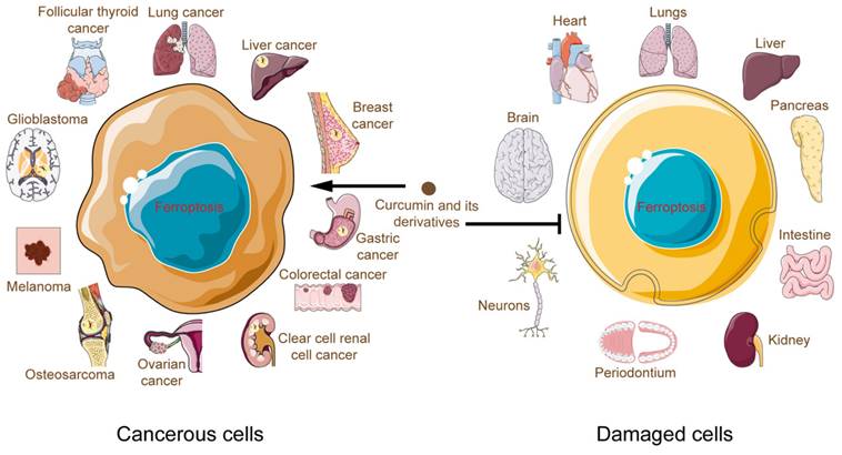 Int J Biol Sci Image