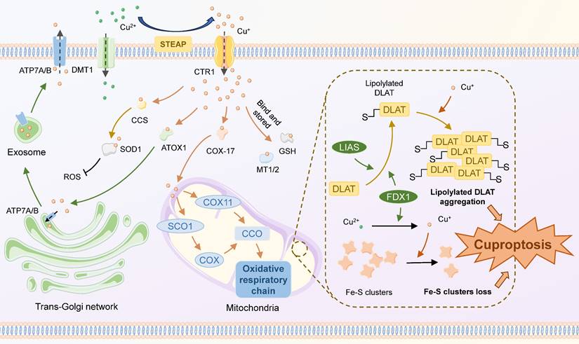 Int J Biol Sci Image