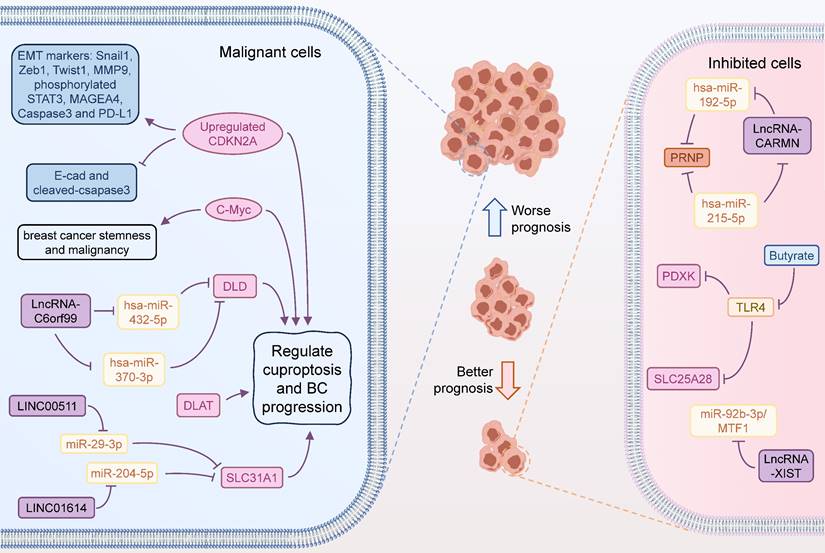 Int J Biol Sci Image