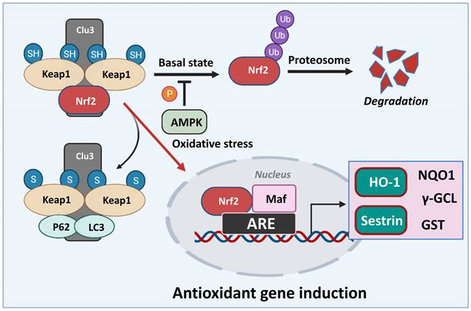 Int J Biol Sci Image